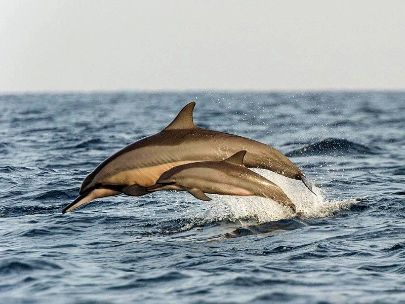 Delfine im Meer vor Kalpitiya, Sri Lanka