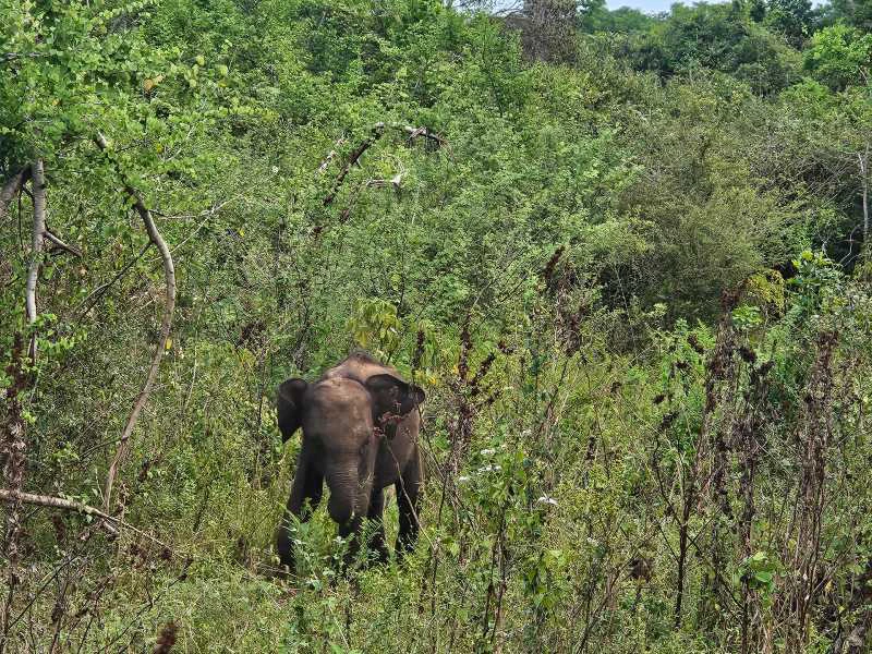 Baby Elefant im Nationalpark in Sri Lanka