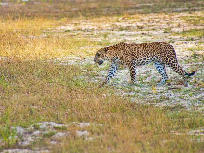 Leopard im Nationalpark im Sri Lanka