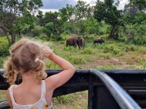 Kind beobachtet Elefanten im Wilpattu Nationalpark von einem Jeep aus