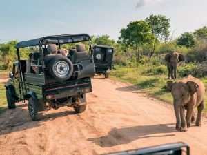 Jeeps und Elefanten im Yala Nationalpark, Sri Lanka