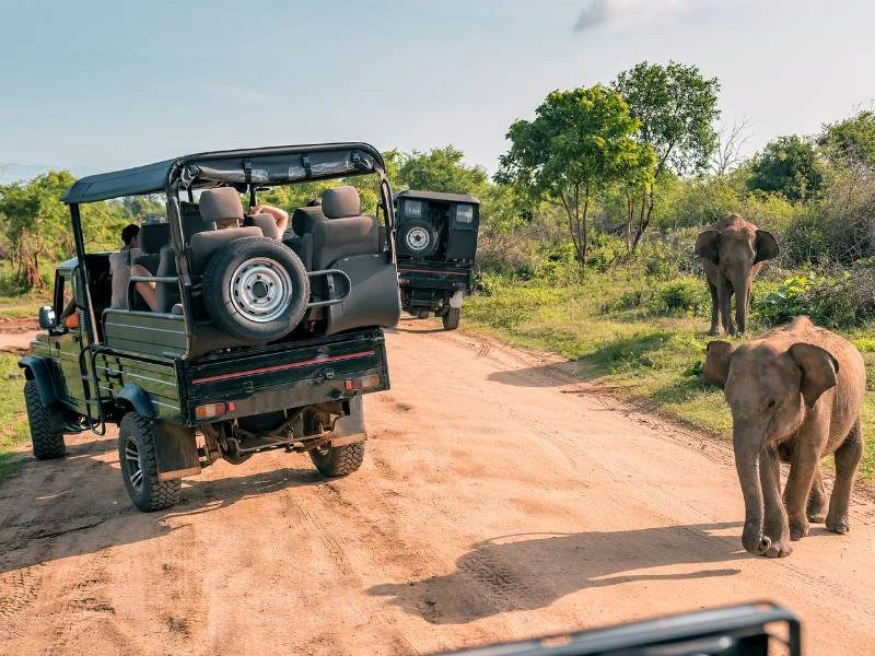 Jeeps und Elefanten im Yala Nationalpark, Sri Lanka