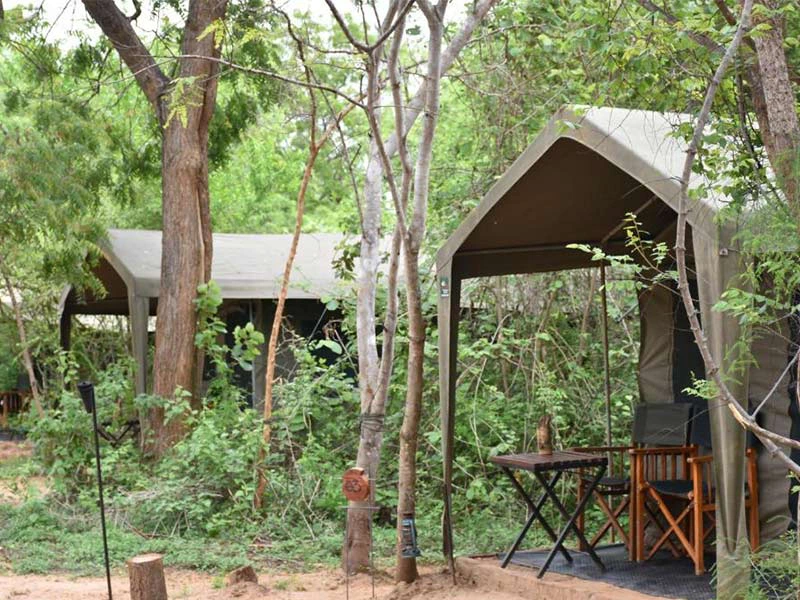 Glamping Zelt im Yala Nationalpark