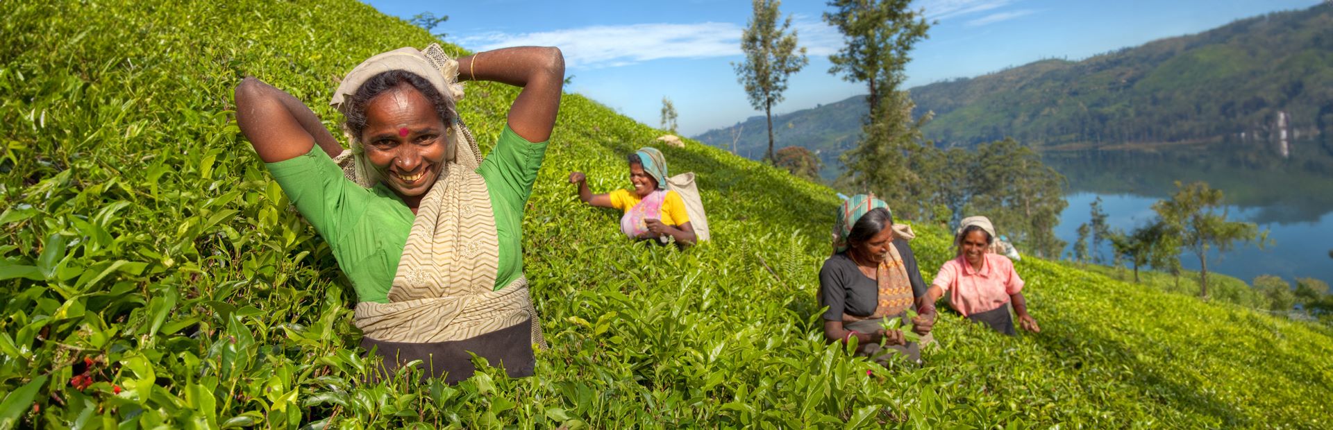 Einheimische Frauen beim Teepflücken in Sri Lanka