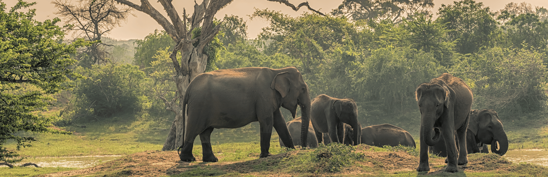 Elefanten in freier Wildbahn in Sri Lanka