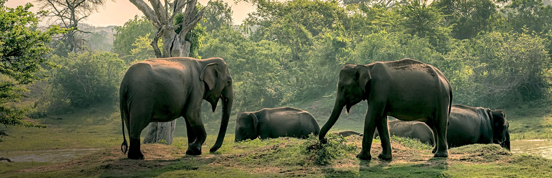 Elefanten im Udawalawe Nationalpark auf Sri Lanka