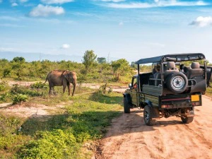 Touristen beobachten von einem Jeep aus einen Elefanten im Udawalawe Nationalpark auf Sri Lanka