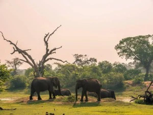 Elefanten im Yala Nationalpark, Sri Lanka