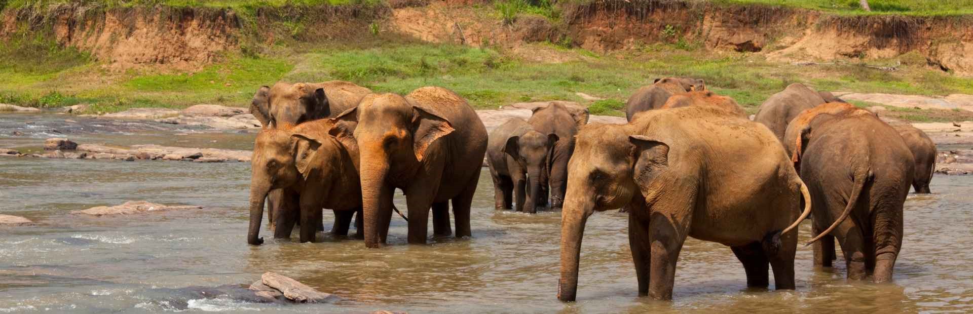 Elefanten im Wasser im Gal Oya Nationalpark in Sri Lanka