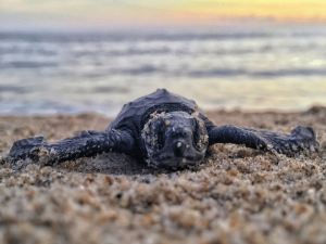Baby Schildkröte am Strand von Tangalle in Sri Lanka