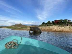 Elefant vor Boot im Wasser im Gal Oya Nationalpark in Sri Lanka