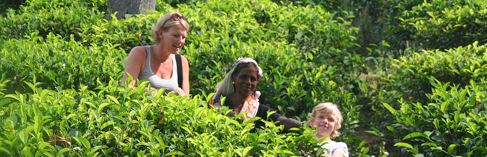 Familie beim Teepflücken in Sri Lanka