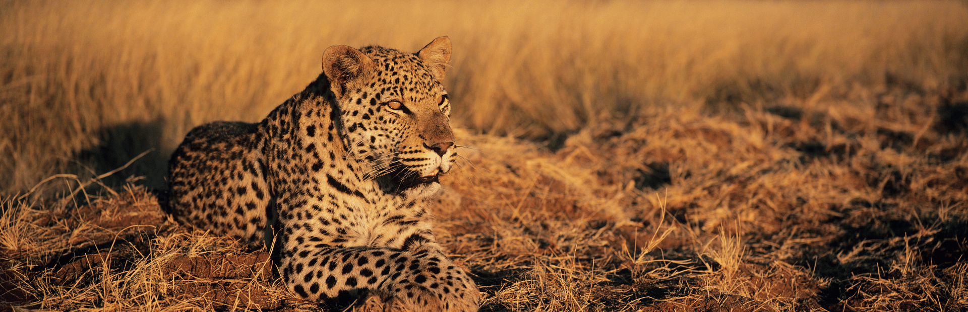 Leopard im Wilpattu Nationalpark in Sri Lanka