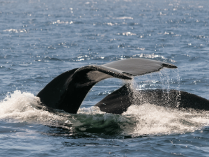 Walflossen ragen aus der Wasseroberfläche