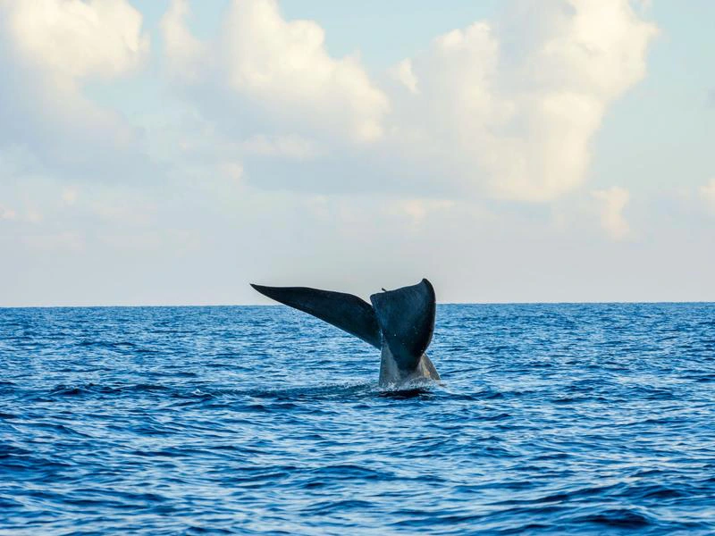 Walflosse ragt aus Meer in Sri Lanka