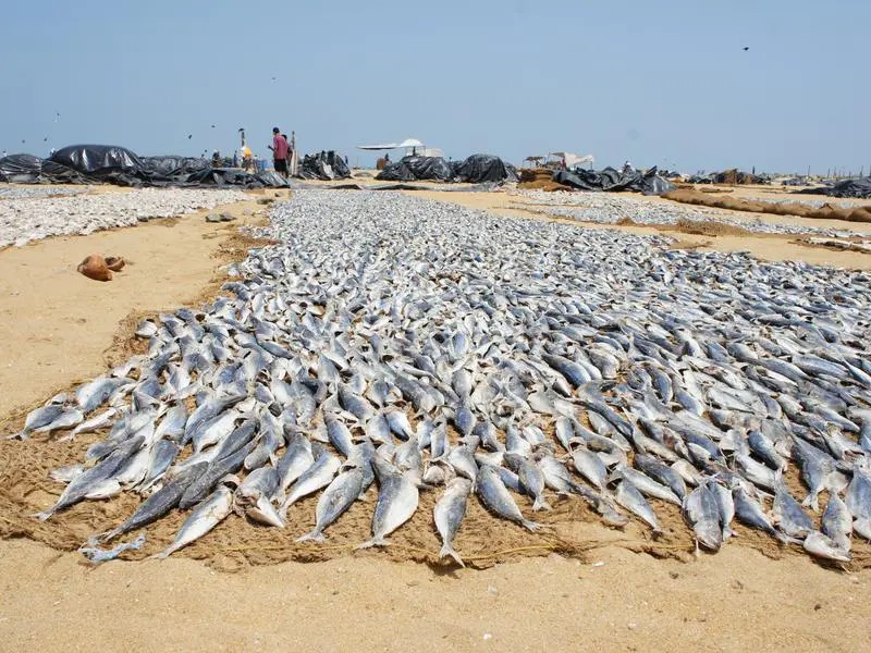 Fischfang am Strand von Negombo