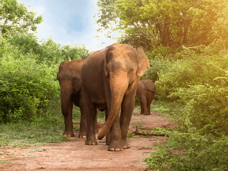 Elefanten im Udawalawe Nationalpark