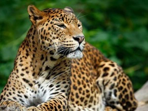 Leopard im Wilpattu Nationalpark in Sri Lanka