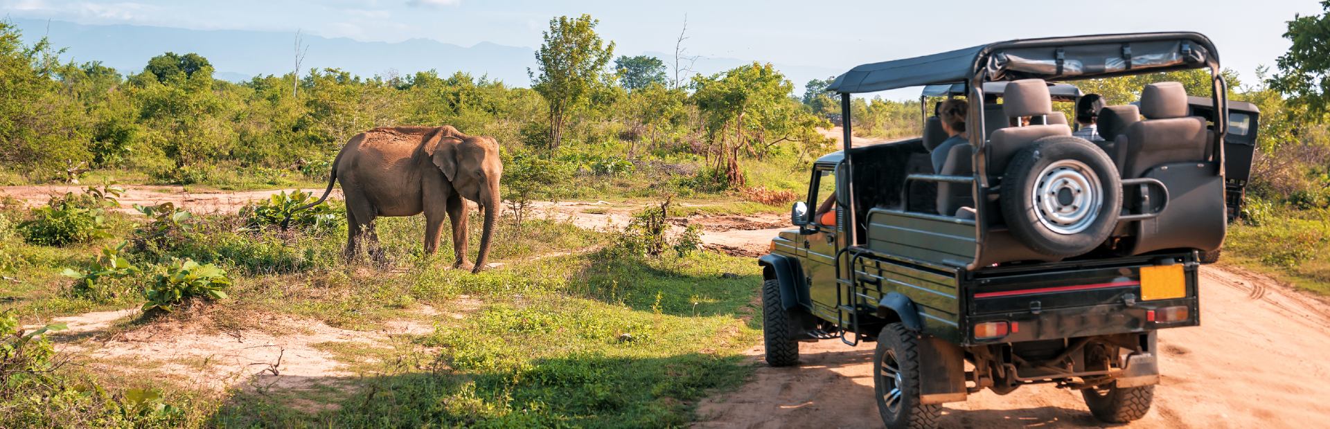 Yala Nationalpark Jeeptour Elefanten
