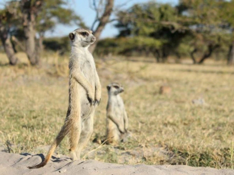 Namibia Kalahari Erdmännchen im Busch entdecken