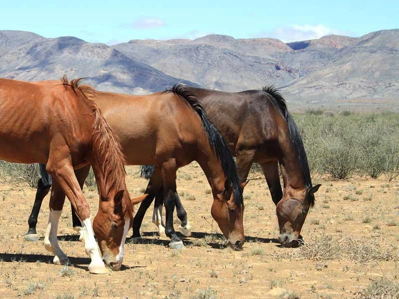 Namibia Unterkunft Special Stay Pferde grasen auf der Weide