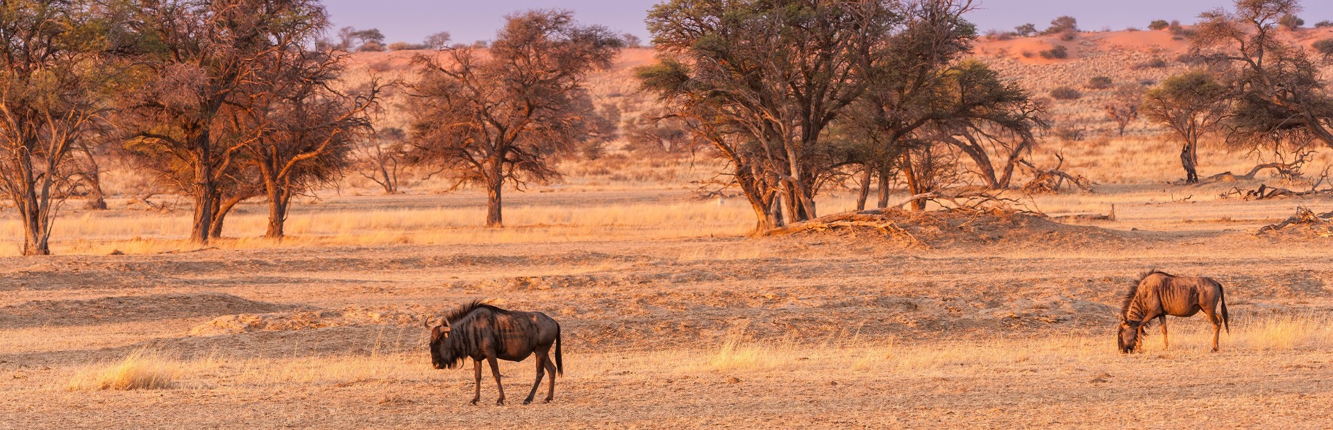 Kalahari Wüste in Namibia