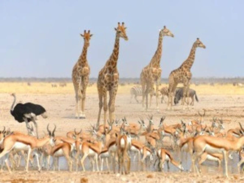 Tiere im Etosha Nationalpark Namibia