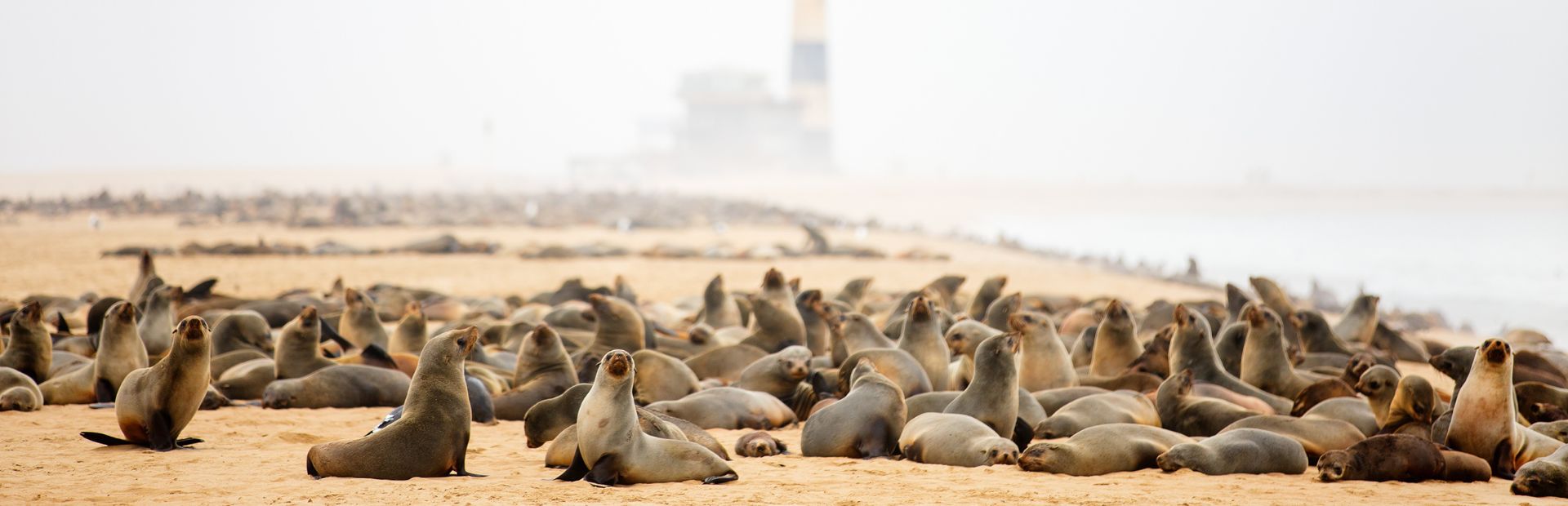 Namibia Walvis Bay Robben Swakopmund