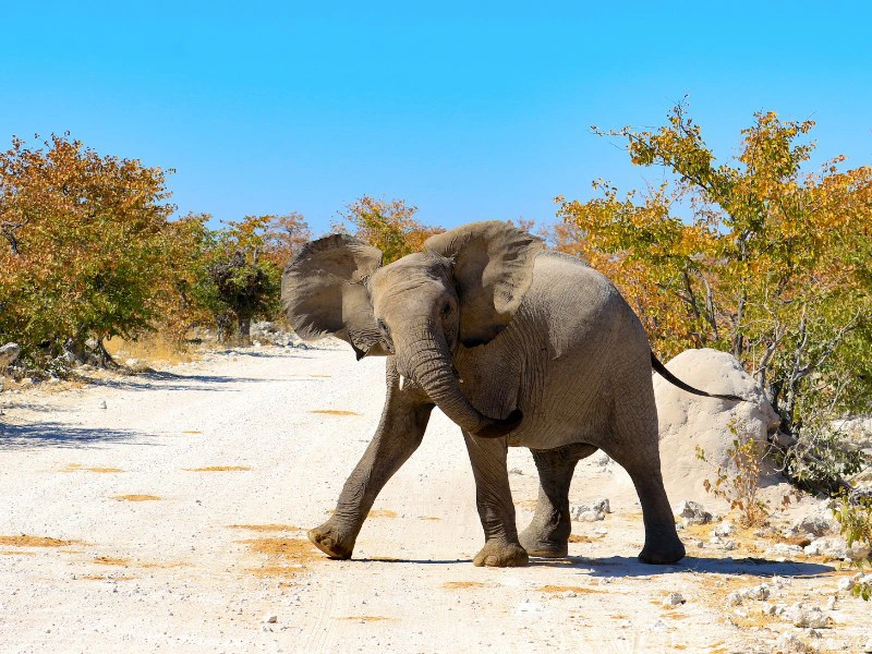 Botswana Chobe Elefant