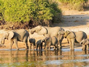 Botswana-Chobe-Elefanten