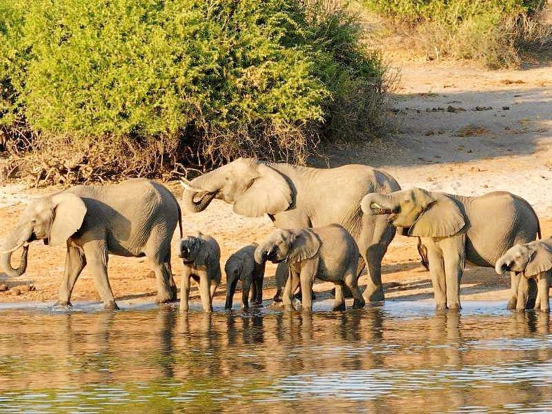 Botswana-Chobe-Elefanten