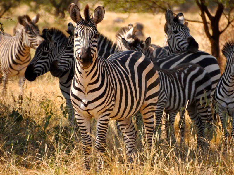 Zebra in Afrika