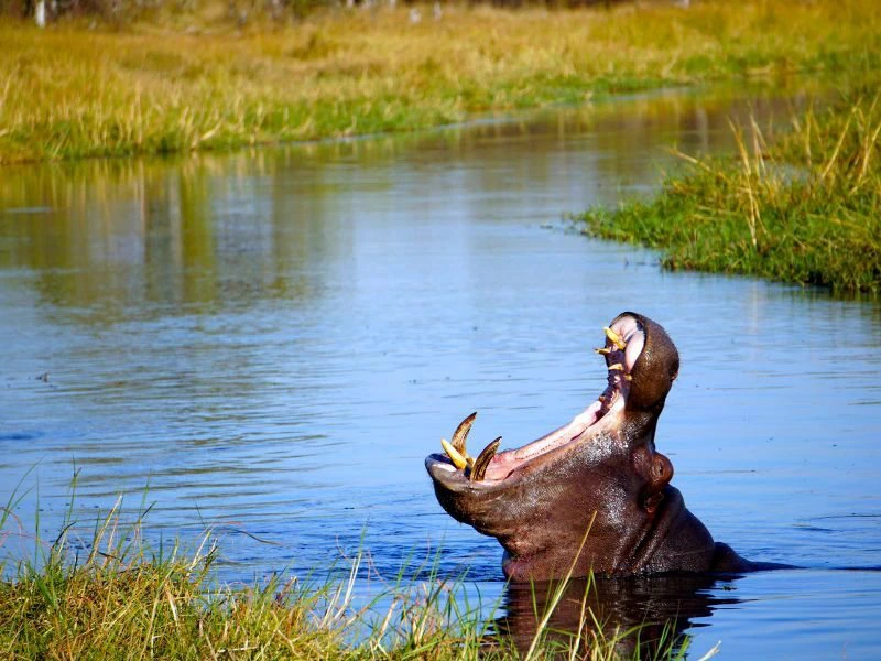 Flusspferd im Okavango Delta