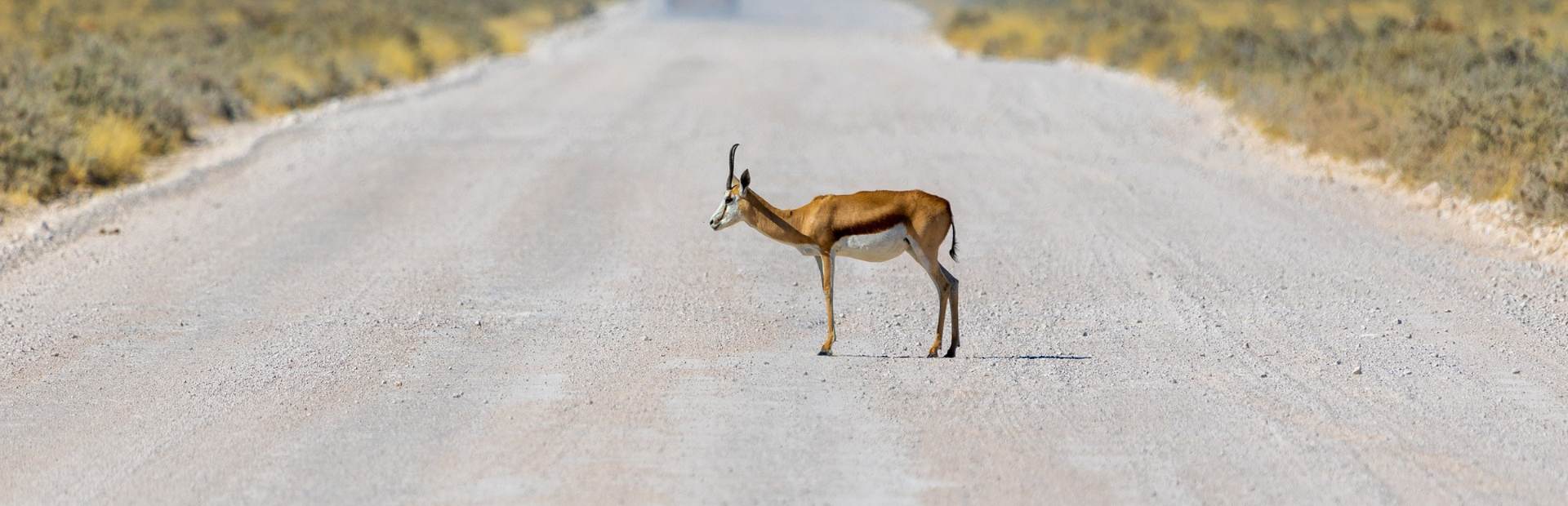 Gazelle in Namibia