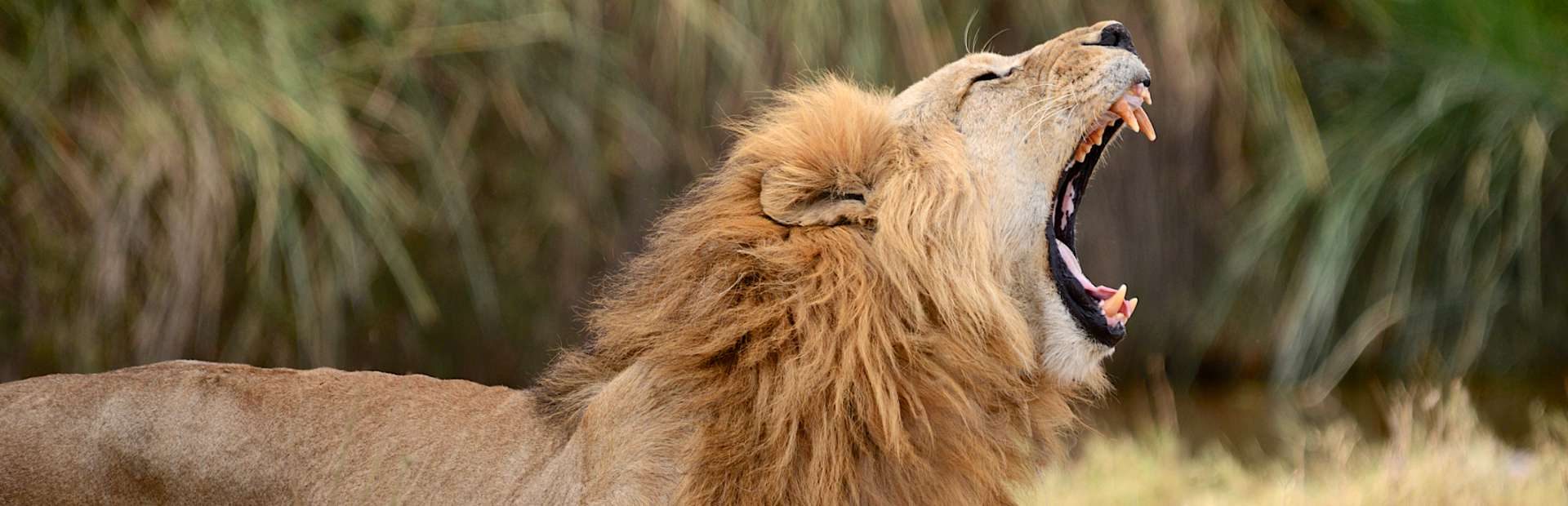 Löwe in Afrika