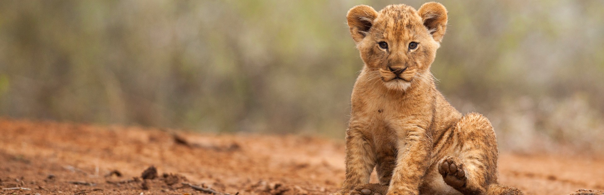 Löwe in Afrika