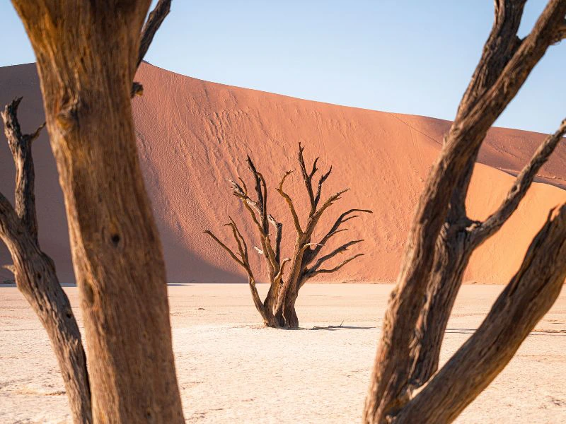 Namibia - Sossusvlei - Dead Vlei Bäume