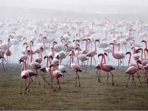 Namibia Swakopmund Flamingos