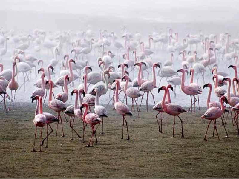 Namibia Swakopmund Flamingos