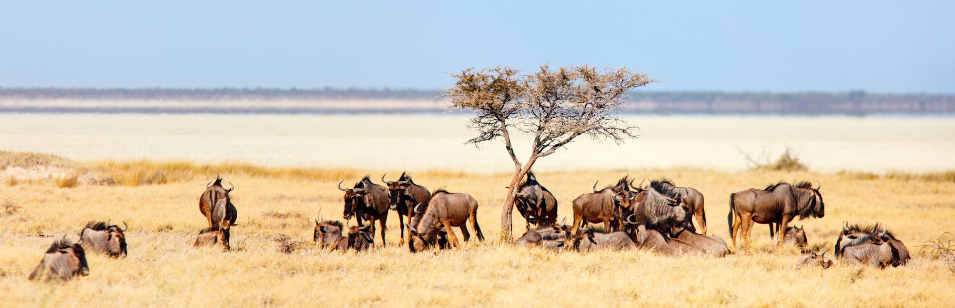 Etosha Namibia