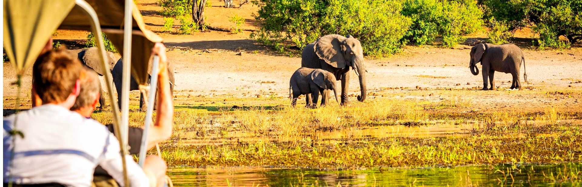 Elefanten im Chobe in Botswana