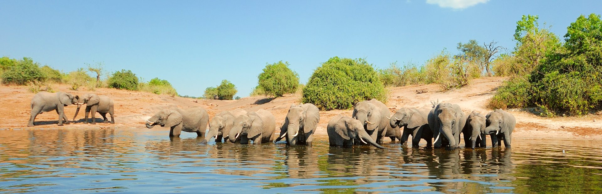 Elefanten am Fluss in Botswana
