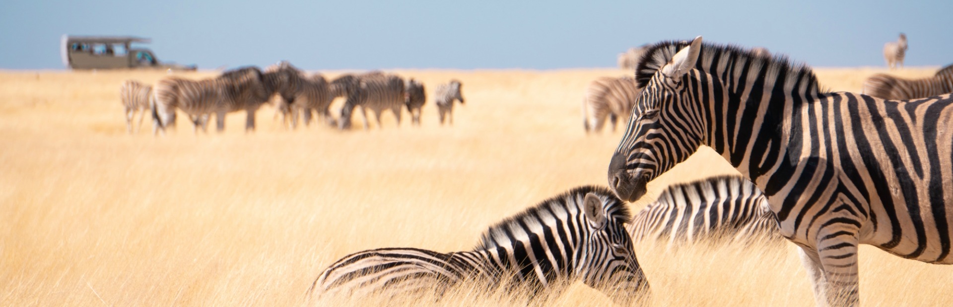 Zebras im Etosha Namibia