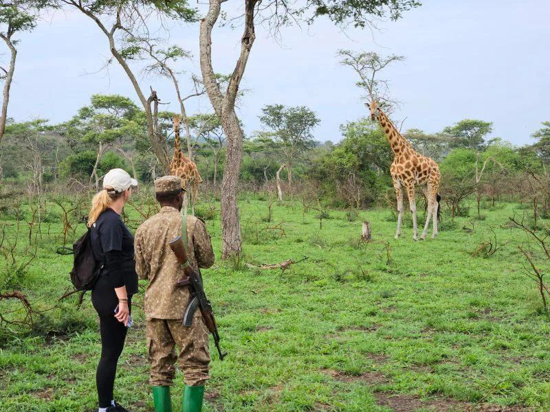 Uganda Lake Mburo Wandersafari Reisende vor einer Herde Giraffen