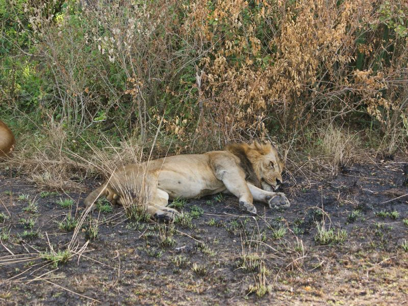 Löwenjunges im Schatten Uganda