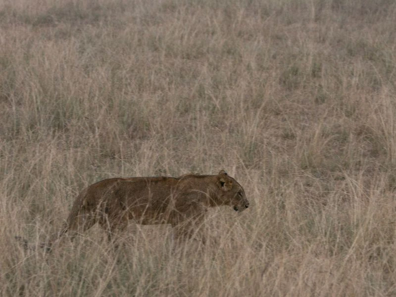 Löwe streift durch die Felder des Queen Elizabeth Nationalparks Uganda