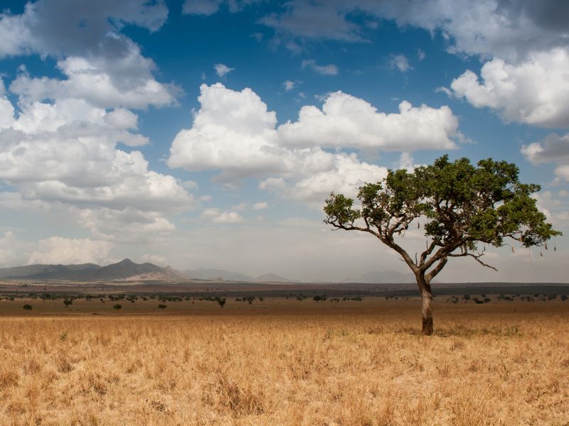 Kidepo Valley National Park Uganda Savanne