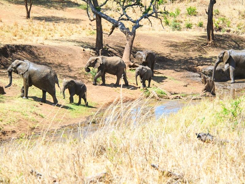 Kidepo Valley National Park Elefanten Uganda