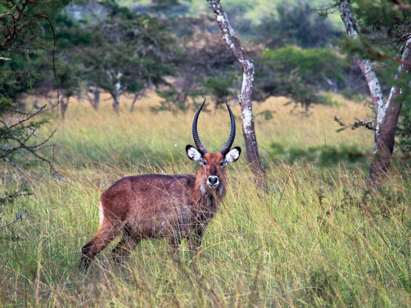 Uganda Lake Mburo wilde Tiere bei der Fahrrad Safari sichten