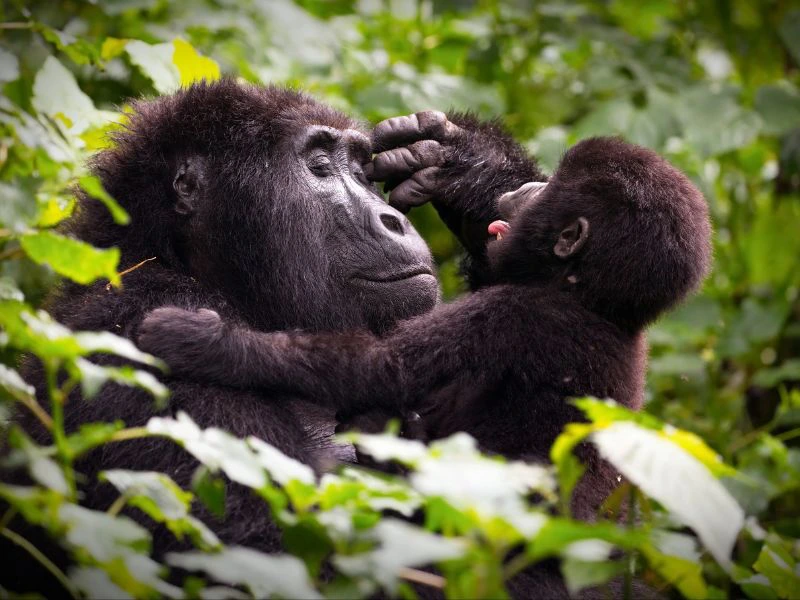 Gorillas beobachten in Uganda